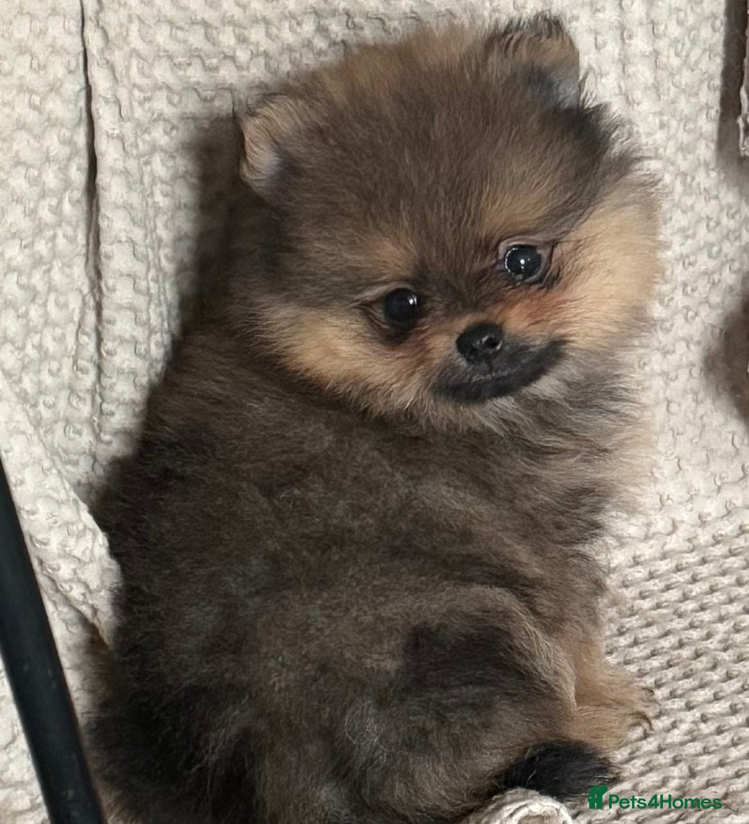 Pomeranian dogs for sale: 2 POMERANIAN BOYS READY TO LEAVE  in Bargoed - Image 14