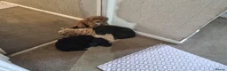 Toy Poodle dogs for stud: Toy Poodle for Stud - Advert 12