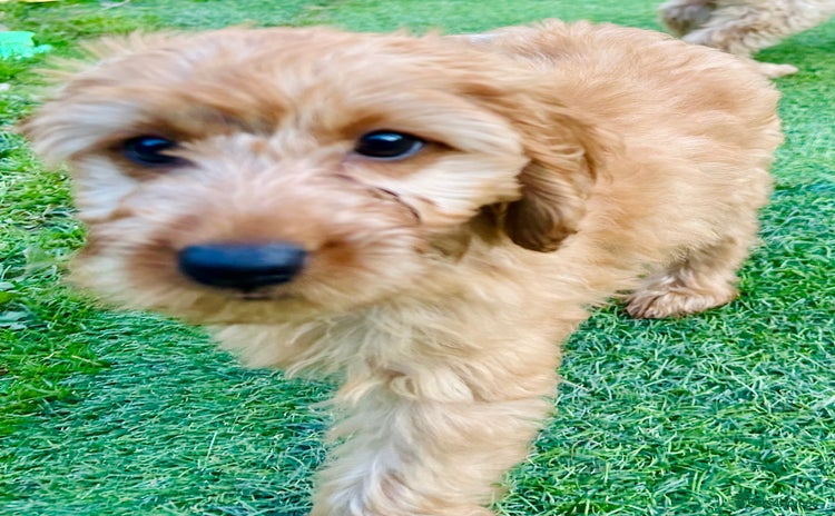 Labradoodle dogs in Milton Keynes - Advert 1