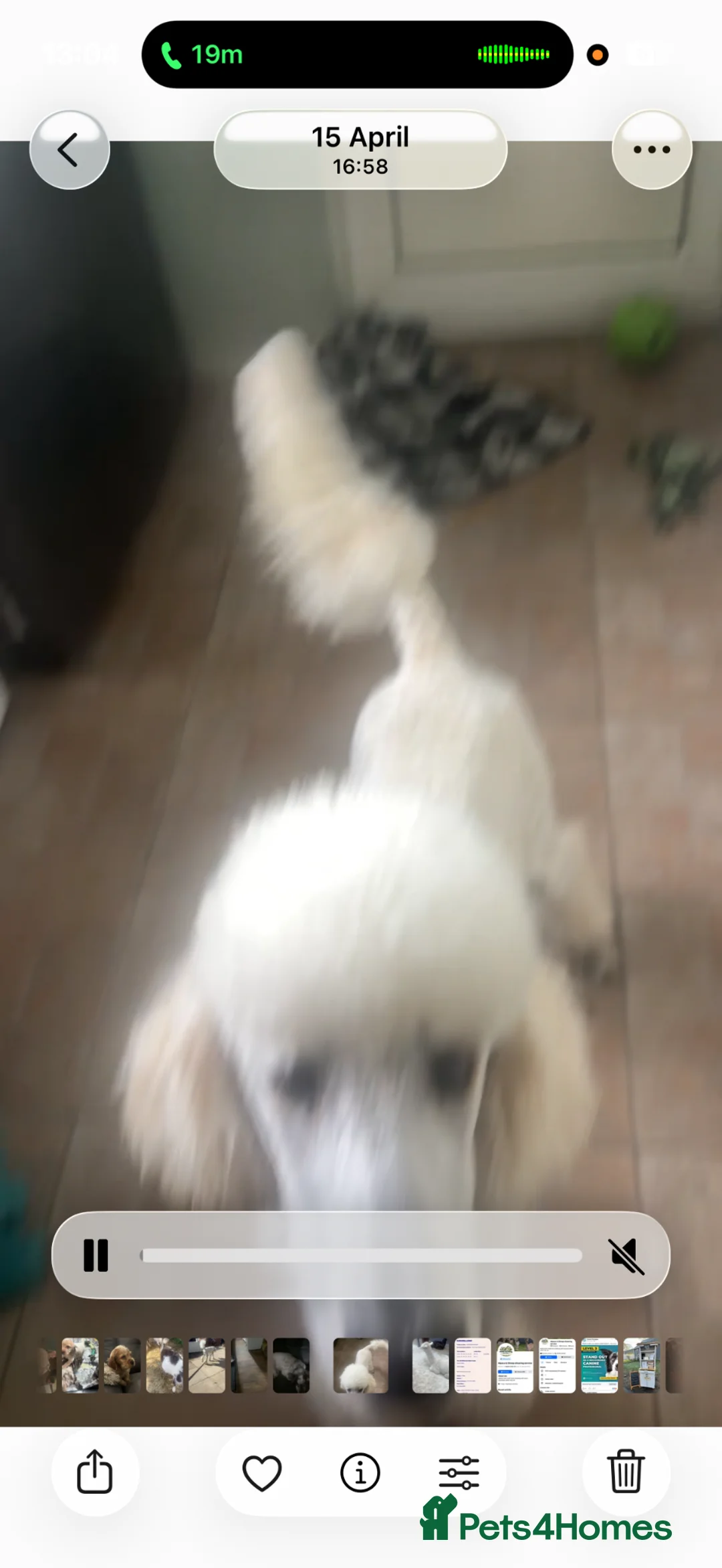 Standard Poodle dogs for sale: Standard poodle - Advert 2