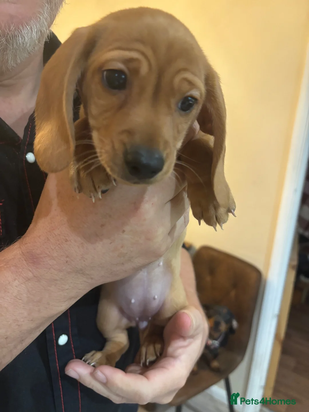 Miniature Dachshund dogs for sale: Miniature Dachshund puppies x1 boy and x1 girl in ELY - Advert 2