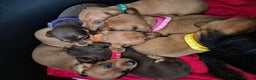 Dachshund dogs for sale: Smooth-Coat Dachshund Puppies– Family Raised - Advert 3