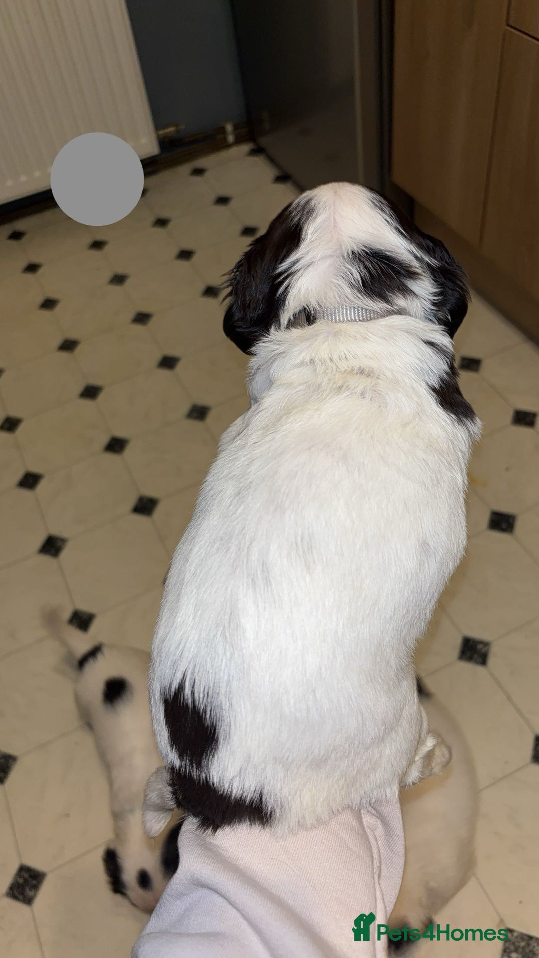 Sprocker dogs for sale: Sprocker Puppies - For Sale - Advert 5