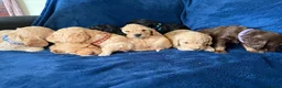 Cockapoo dogs for sale: Beautiful Litter Of Cockapoo Puppies in Colchester - Advert 7