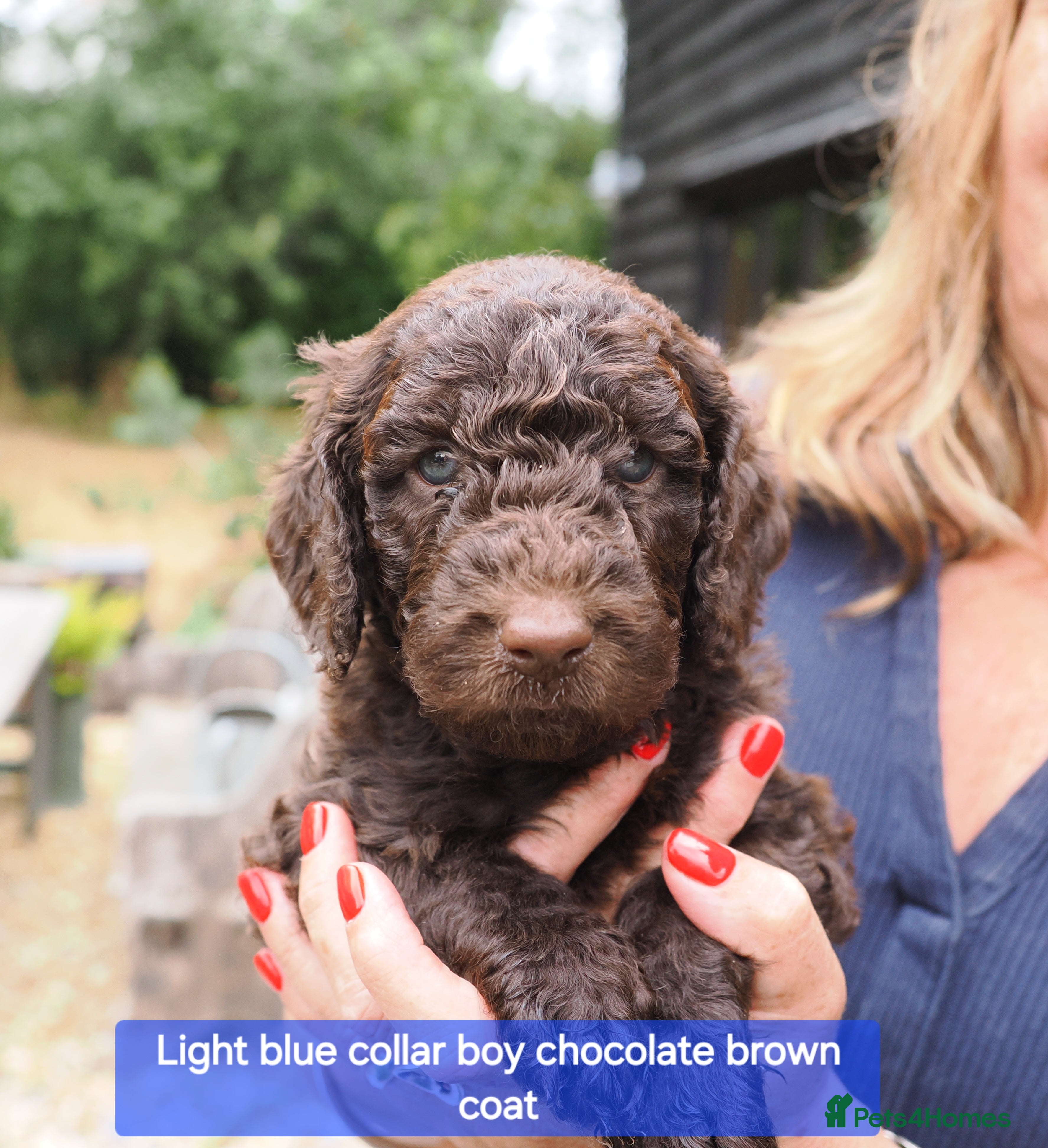 Labradoodle dogs Labradoodles Miniature/Midi Puppies Multi Gen  - Advert 2