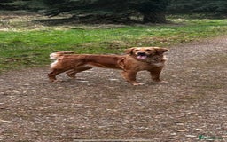 Mini Goldendoodle dogs for sale: F1 Goldendoodle puppies  - Image 29