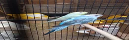Budgerigars birds for sale: Male Baby Budgies for Sale - Advert 6
