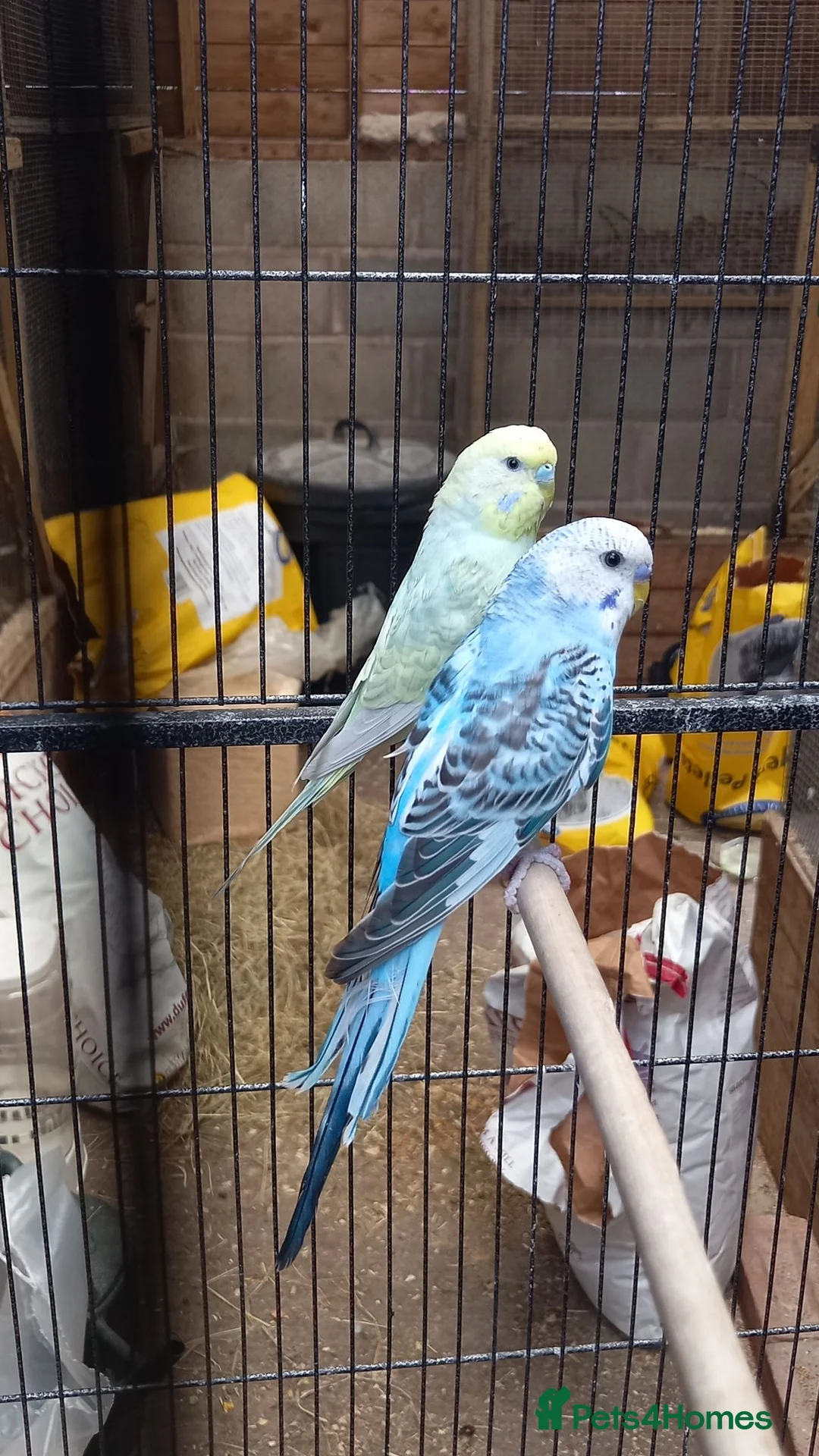 Budgerigars birds for sale: Male Baby Budgies for Sale - Advert 6