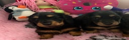 Miniature Dachshund dogs for sale: Beautiful KC Miniture long haired dachshund girl  - Advert 6