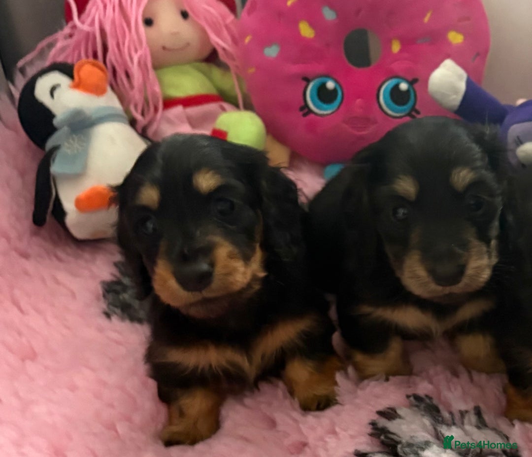 Miniature Dachshund dogs for sale: Beautiful KC Miniture long haired dachshund girl  - Advert 6