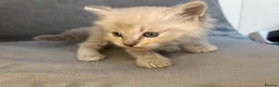 Ragdoll cats for sale: Beautiful mink ragdoll kittens all male  - Advert 12