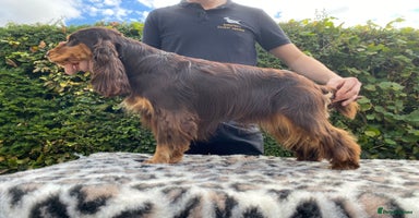Cocker Spaniel dogs in Holywell - Advert 6