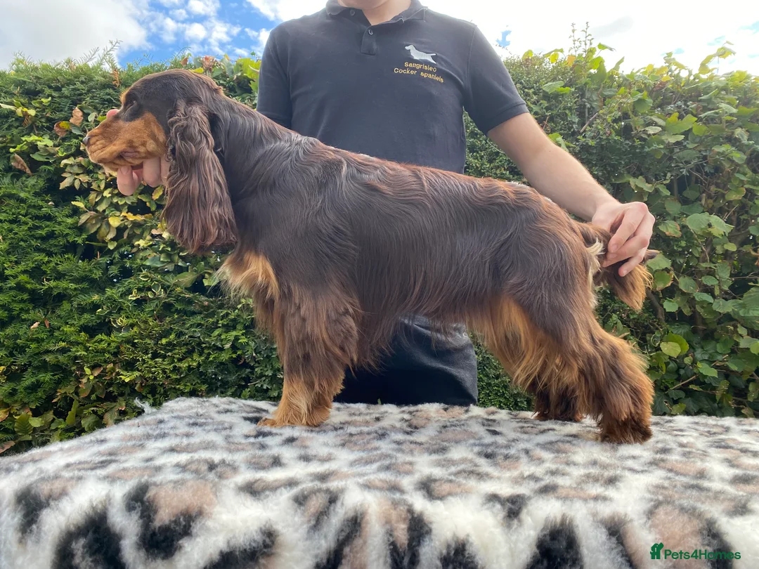 Cocker Spaniel dogs for stud: TRUE TO TYPE- Chocolate & Tan Show Cocker Spaniel in Holywell - Advert 3