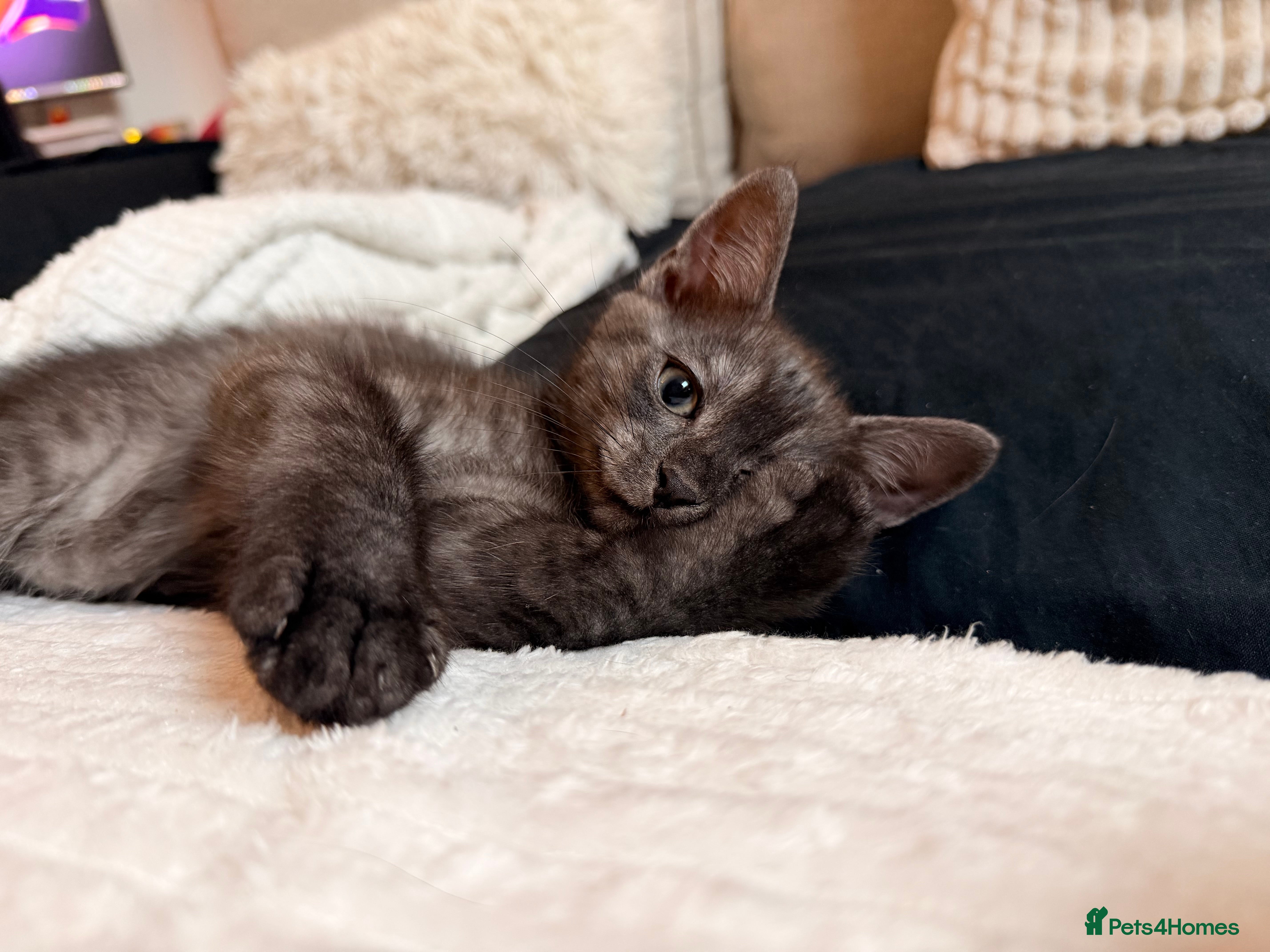 Mixed Breed cats 4 beautiful mixed breed cats for sell - Advert 17