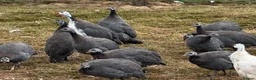 Mixed Breed poultry for sale: Guineafowl & Peafowl for sale  - Advert 3