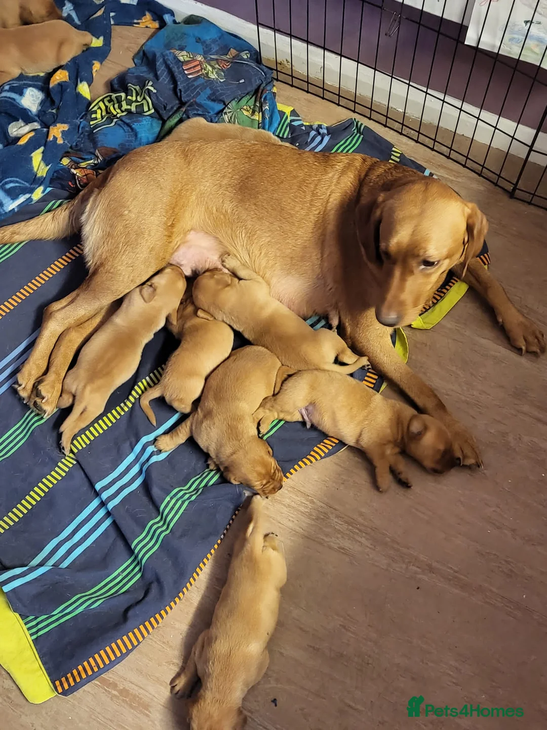 Labrador Retriever dogs for stud: PROVEN KC Health Tested Fox Red Labrador for Stud in Farnborough - Advert 18