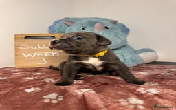 Cane Corso dogs for sale: Cane corso puppies for sale  - Image 25
