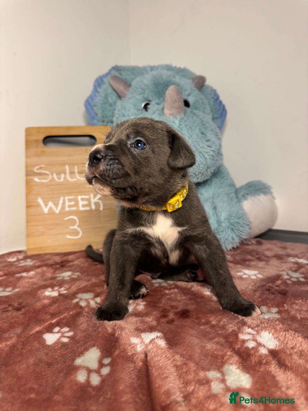 Cane Corso dogs for sale: Cane corso puppies for sale  - Image 25