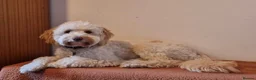 Cockapoo dogs for sale: F1B Male cockapoo rehome  in Elgin - Advert 7