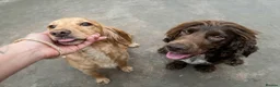 Cocker Spaniel dogs for sale: Cocker Spaniel puppies 🐶 Looking for Loving Homes - Advert 2