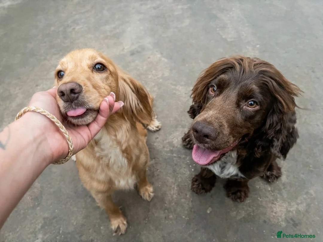 Cocker Spaniel dogs for sale: Cocker Spaniel puppies 🐶 Looking for Loving Homes - Advert 2