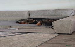 German Shepherd dogs for sale: Girl KC German Shepherd, 9 months - Image 2