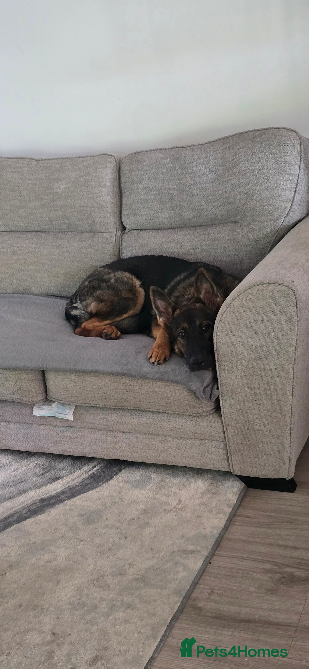 German Shepherd dogs for sale: Girl KC German Shepherd, 9 months - Image 2