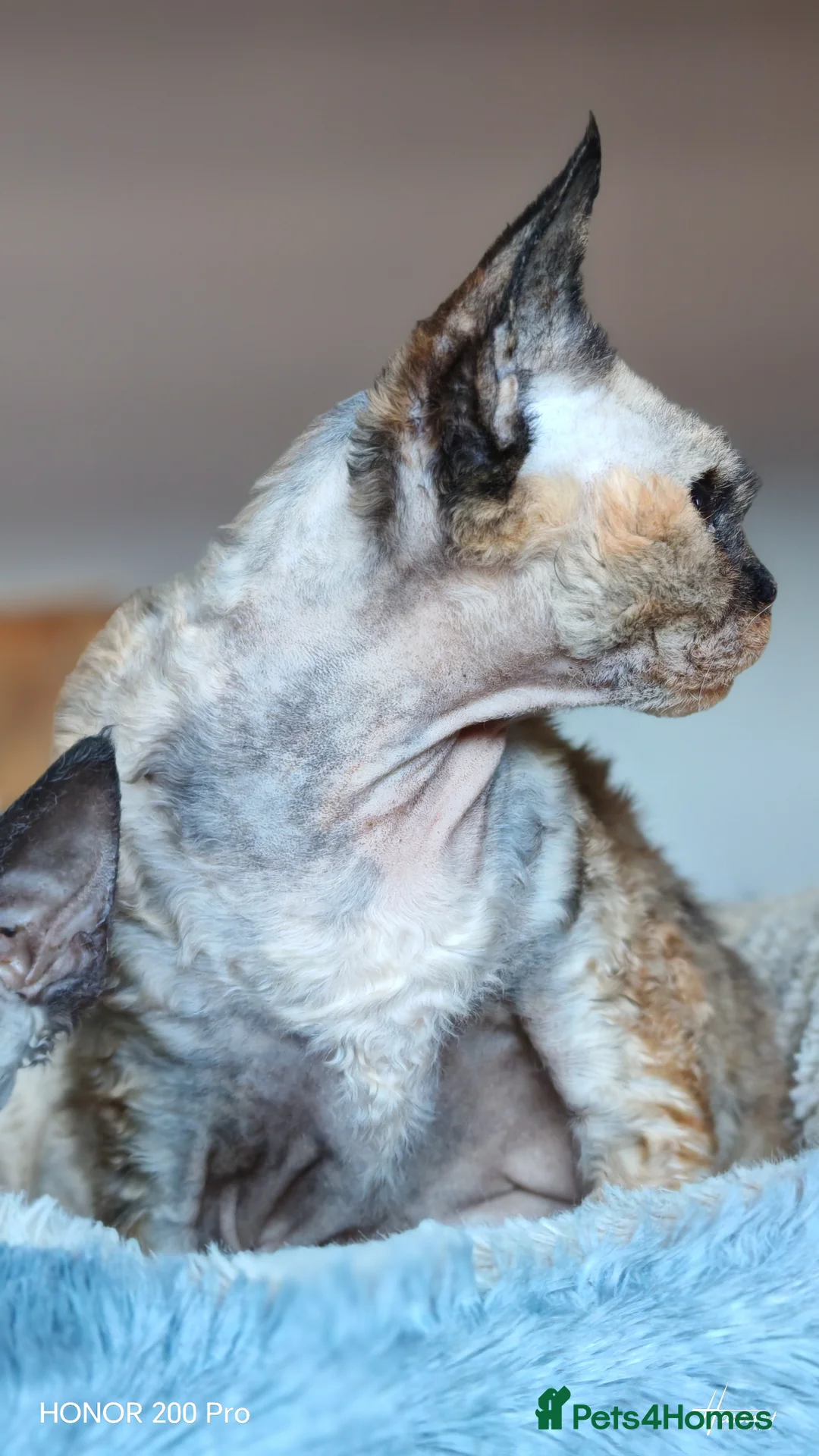 Devon Rex cats for adoption: Beautiful Devon Rex  - Advert 4