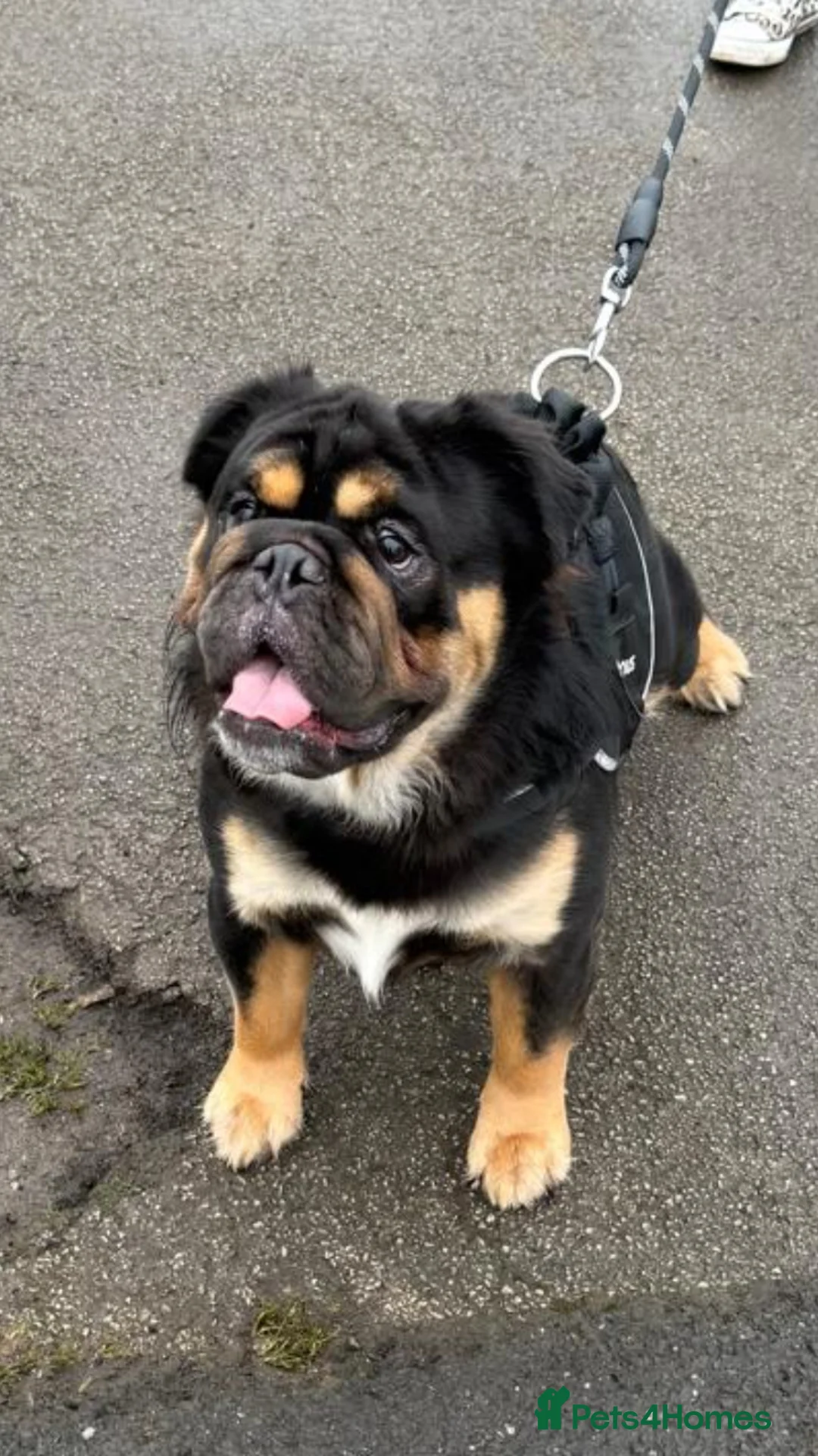 English Bulldog dogs for stud: Fluffy English bulldog for stud - Advert 1