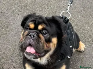 English Bulldog dogs Fluffy English bulldog for stud - Advert 8