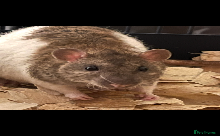 Rat rodents - Advert 2