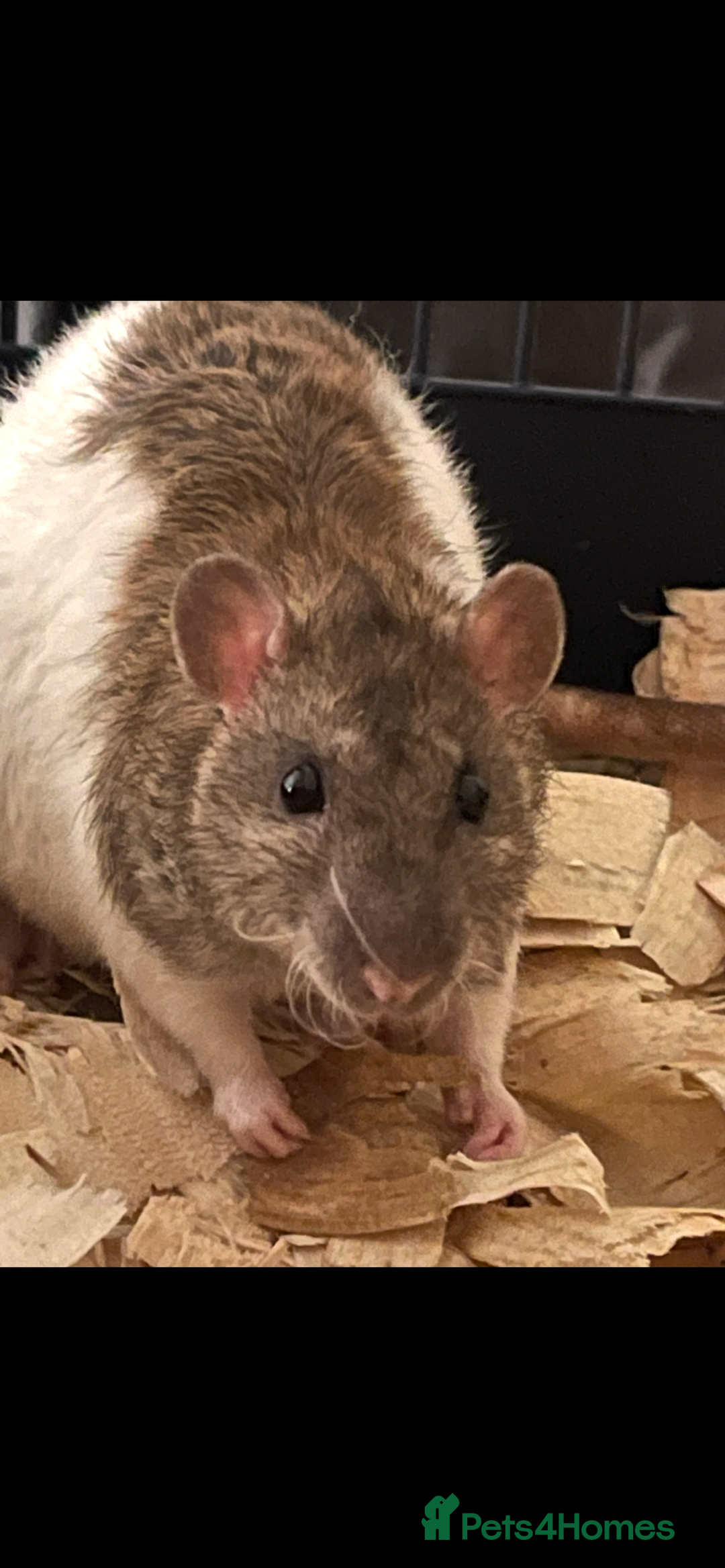 Rat rodents for sale: Baby rats looking for 5*homes only  - Image 1