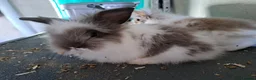 Mixed Breed rabbits for sale: 2 angora x female kits - Advert 3
