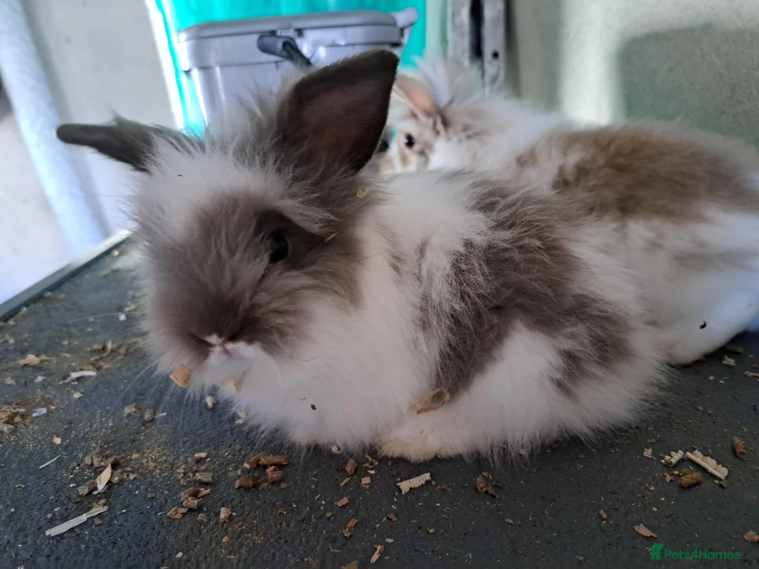 Mixed Breed rabbits for sale: 2 angora x female kits - Advert 3
