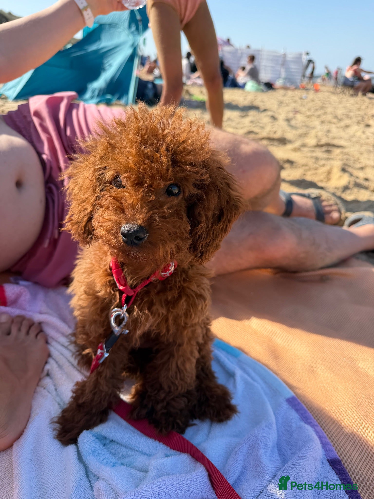 Toy Poodle dogs Stunning Korean Red Toy Poodle Female ❤️ - Advert 17