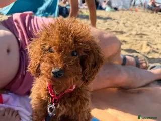 Toy Poodle dogs Stunning Korean Red Toy Poodle Female ❤️ - Advert 17