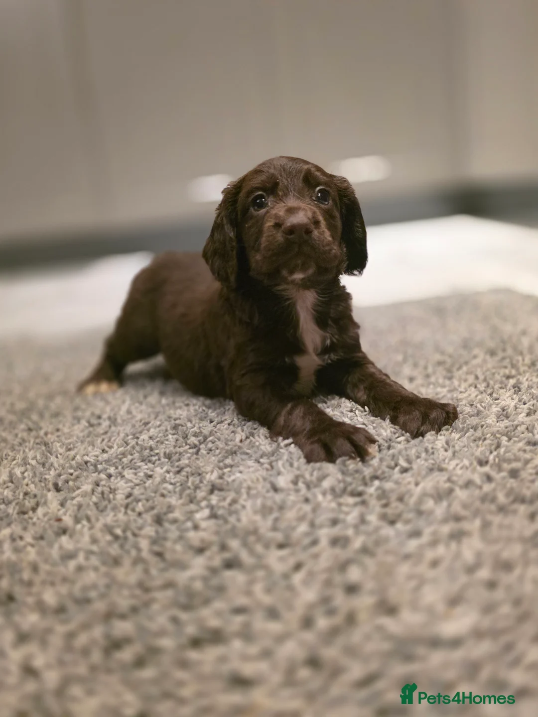 Cocker Spaniel dogs for sale: Beautiful Working cocker spaniel puppies - Advert 19