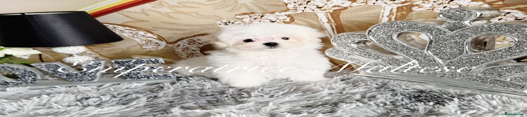 Maltese Puppy 3