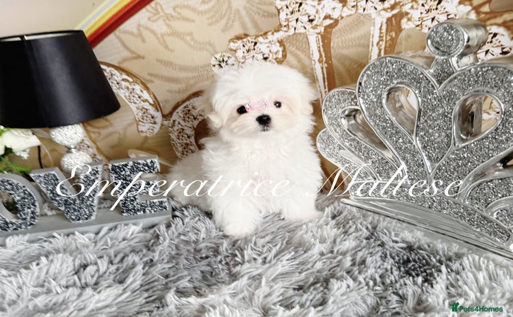 Maltese dogs - Advert 2