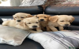 Golden Retriever dogs for sale: 5⭐️ Golden Retriever Puppies - Ready Soon ❤️🐶 - Image 5