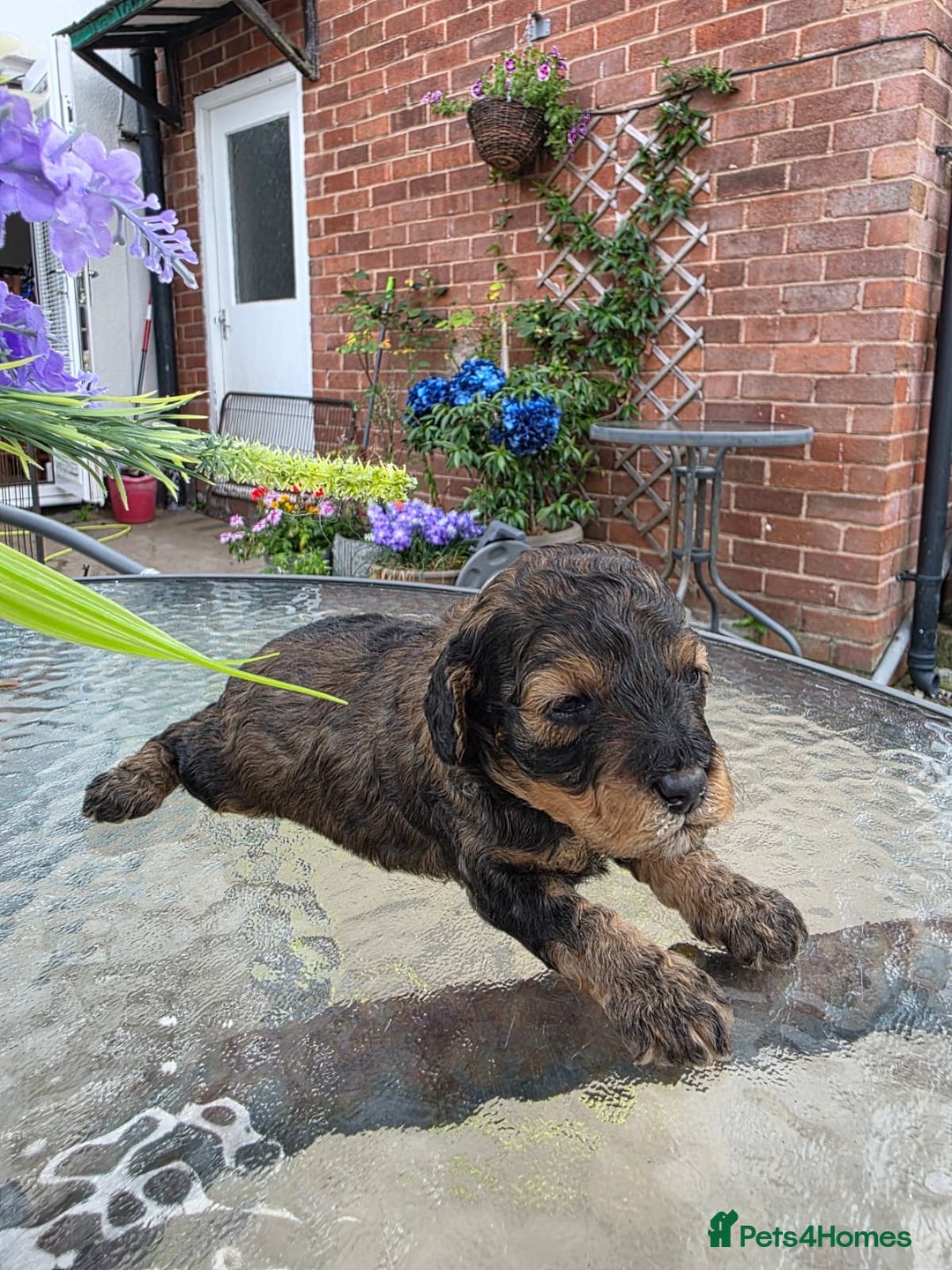 Toy Poodle dogs for sale: KC Tiny Perfect phantom poodles+colours - Image 6
