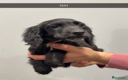 Cocker Spaniel dogs for sale: Mixed litter  - Advert 6