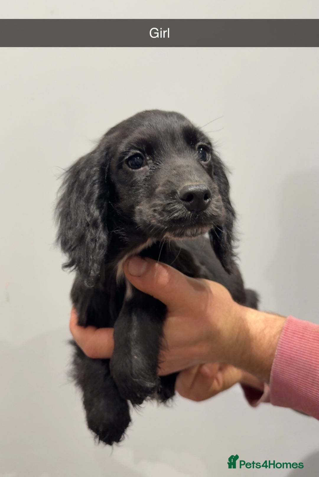 Cocker Spaniel dogs for sale: Mixed litter  - Advert 6