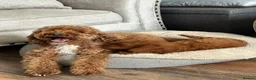 Cockapoo dogs for stud: Proven Cockapoo Stud – 23 Puppies Sired in Solihull - Advert 4