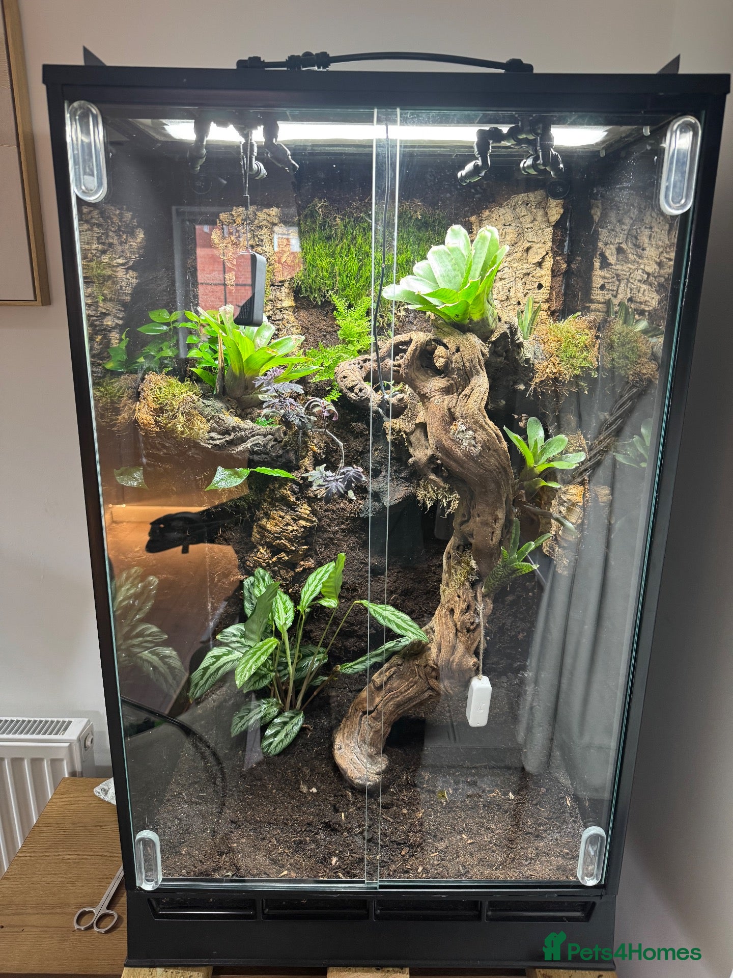 Frog reptiles Bioactive Vivarium - Advert 19