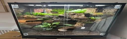 Frog reptiles for sale: Bioactive Vivarium - Advert 1