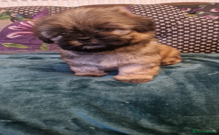 Shih Tzu dogs - Advert 16