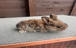 French Lop rabbits for sale: 2 x French lop babies - Image 2