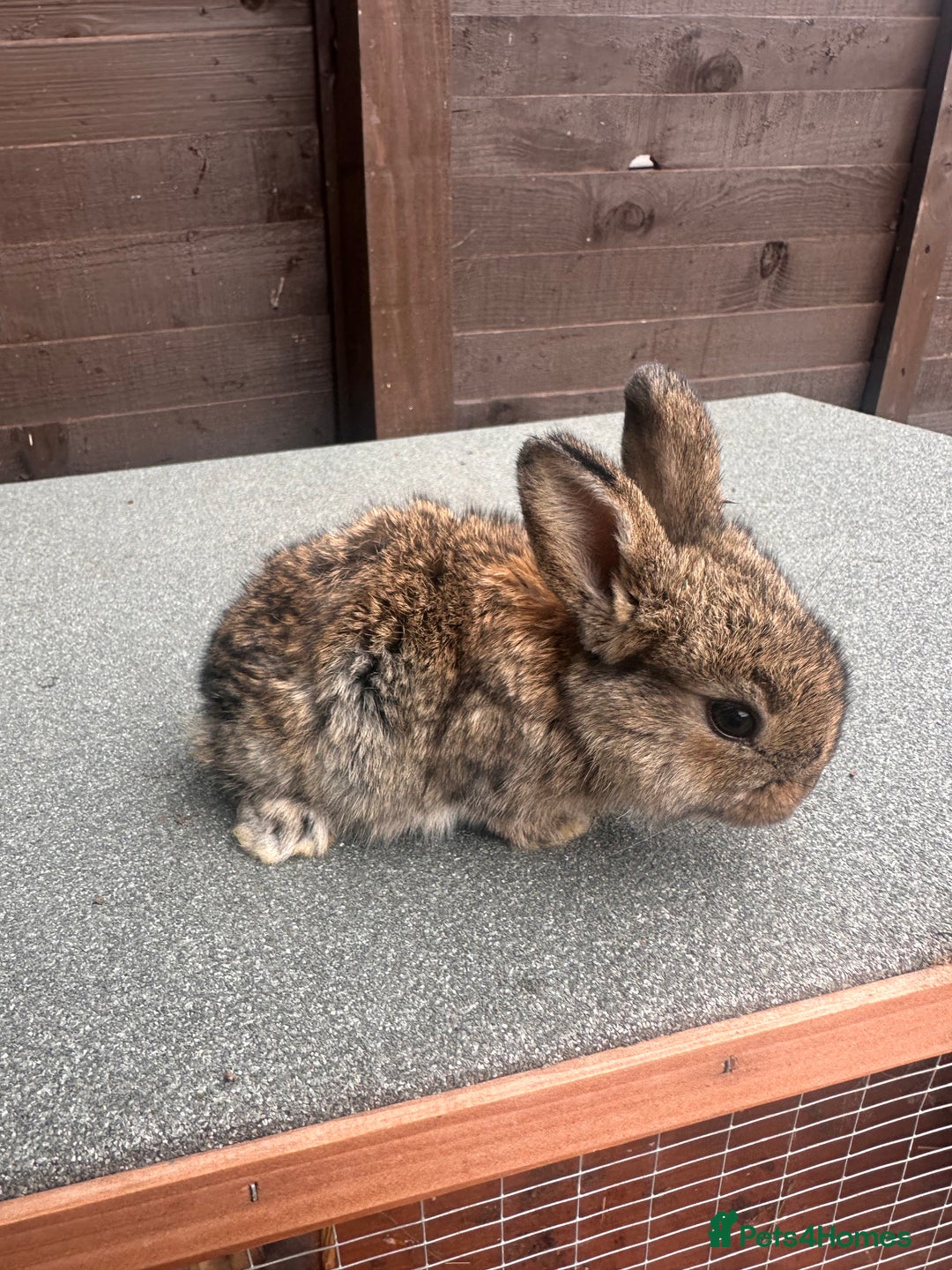 French Lop rabbits for sale: 2 x French lop babies - Image 2