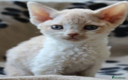 Devon Rex cats for sale: Beautiful Devon Rex Kittens - GCCF registered - Image 17